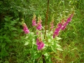 DSCN5242