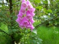 DSCN5243