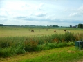 DSCN5361