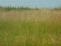 DSCN5386