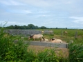 DSCN5409