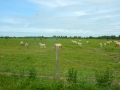 DSCN5410