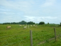 DSCN5411
