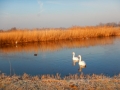 DSCN4445