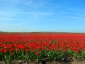 DSCN4864